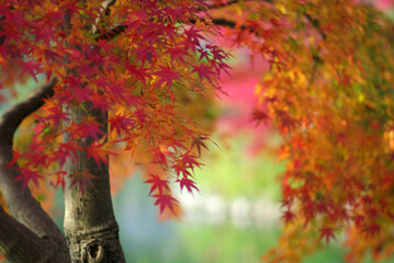 散策のスナップショット