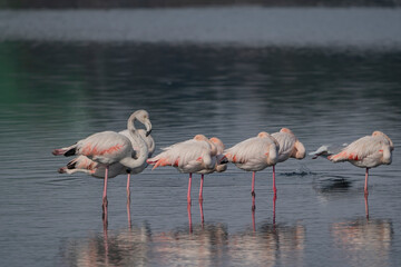 Greater Flamingo (Phoenicopterus roseus) feeding in groups in the lake