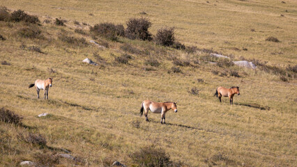 Drei Przewalski Pferde stehen im Hustai Nationalpark an einem grün bewachsenen Berghang
