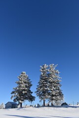 Snowy trees under a blue sky, Sainte-Apolline, Québec, Canada