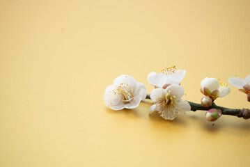 梅の花
