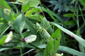 grasshopper in green grass closeup in summer