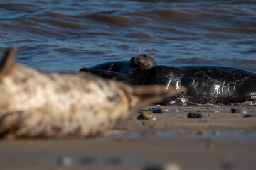 Fototapeta premium Adult grey seals play fighting in the sea at Horsey Gap beach in north Norfolk, UK. January 2022