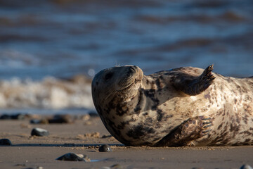 Grey seal resting/laying by the sea at Horsey Gap beach, north Norfolk, UK. January 2022