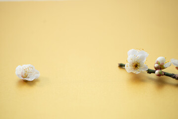 梅の花
