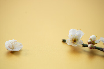 梅の花
