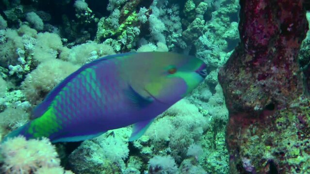 The brightly colored Heavybeak parrotfish (Chlorurus gibbus) bites hard corals with its powerful teeth in search of food.