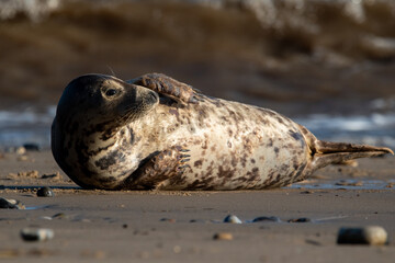 Grey seal resting/laying by the sea at Horsey Gap beach, north Norfolk, UK. January 2022