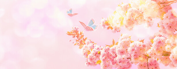 Beautiful sakura flower blooming tree, butterflies on light sky background. Shallow depth. Soft pastel pink toned. Spring nature. Springtime cherry blossom panorama. Copy space banner. - 487793972