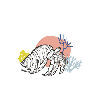 hermit crab shell drawing coral background clip art preview
