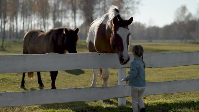 Little girl is feeding horses with carrot. Sunny, bright day. 4k  60p to 23.976 slow motion. medium shoot.