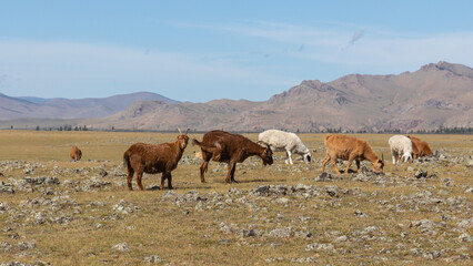 Vier Ziegen eines nomadischen Stamms grasen in der Tiefebene der Zentralmongolei wobei im...