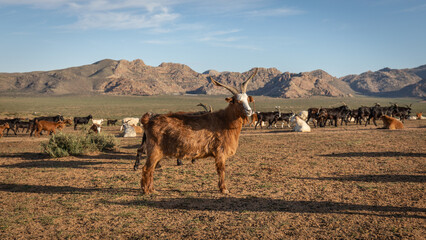 Ein brauner Ziegenbock steht in Mitten einer Herde von Ziegen eines nomadischen Stamms in der...