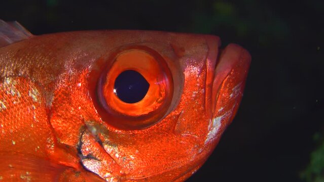 Close-up eye of Moontail bullseye (Priacanthus hamrur), portrait, detail.