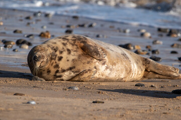 Fototapeta premium Grey seal resting/laying by the sea at Horsey Gap beach, north Norfolk, UK. January 2022