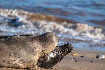 Grey seals play fighting at Horsey Gap beach in north Norfolk, UK. January 2022 