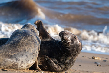 Grey seals play fighting at Horsey Gap beach in north Norfolk, UK. January 2022 