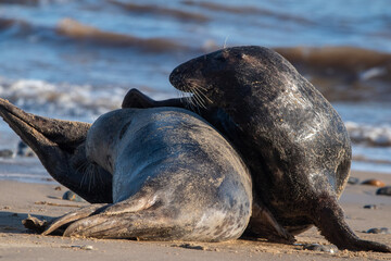 Grey seals play fighting at Horsey Gap beach in north Norfolk, UK. January 2022 
