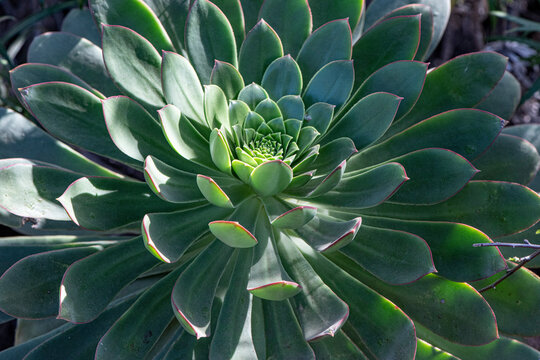 Aeonium
