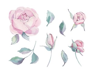 Watercolor peonies. Floral elements set. Botanical illustration flowers and leaves isolated on white
