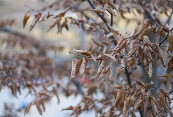 Brown autumn leaves close up