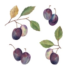 Watercolor hand drawn plums set botanical illustrations. Isolated on white. Food summer season