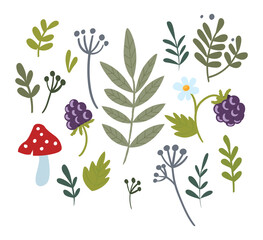 Vector set of forest plants, leaves, berries and mushrooms.