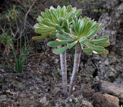 Aeonium