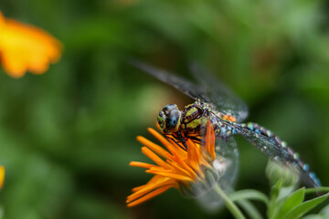 side close up portrait of green and blue dragonfly on orange flower