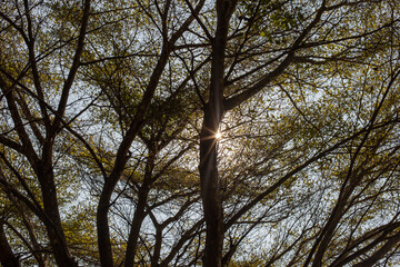 Light of sun and branch of tree from bottom view.