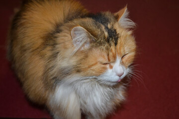 red cat portrait