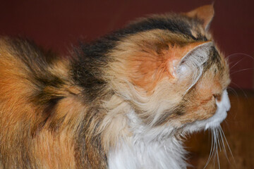 portrait of a cat