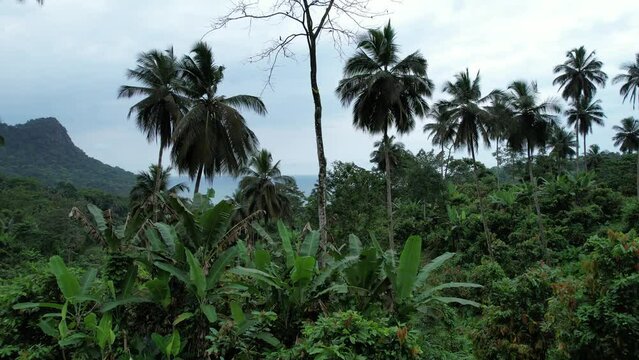 Amazing view from  the forest at  Sao Tome with the sea in the background,Africa