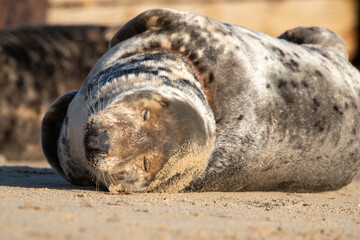 Sleeping grey seal pup. Horsey Gap beach in north Norfolk. January 2022