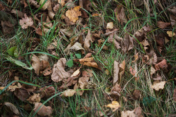 dry apple leaves on grass in garden in autumn