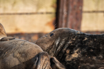 Grey seal pup on Horsey Gap beach in north Norfolk, UK. January 2022