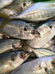 fresh fish at the market