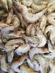 fresh shrimps at the market