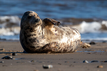 Grey seal with comical pose. On the beach at Horsey Gap in north Norfolk, UK. January 2022