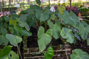 Group of Anthurium in parkอ