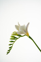Obraz premium White freesia flower on a white background.