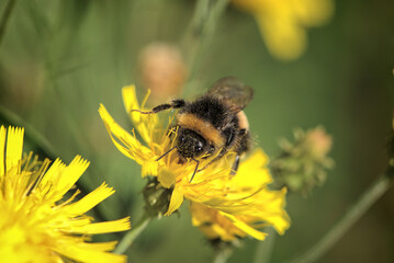 bee on flower