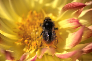 bee on flower