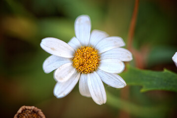 Obraz premium daisy flower