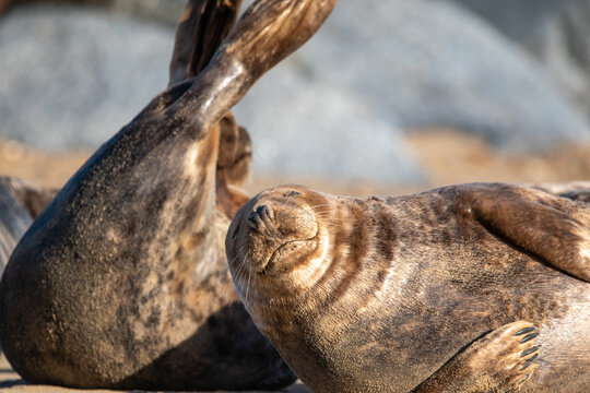 Grey seal pup on Horsey Gap beach in north Norfolk, UK. January 2022