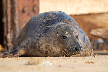 Grey seal pup on Horsey Gap beach in north Norfolk, UK. January 2022