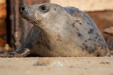 Naklejka premium Young grey seal pup laying on the beach at Horsey Gap, north Norfolk, UK