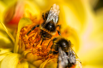 bee on flower