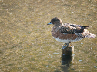 日本、神奈川県、秋、公園の池で休むカモ