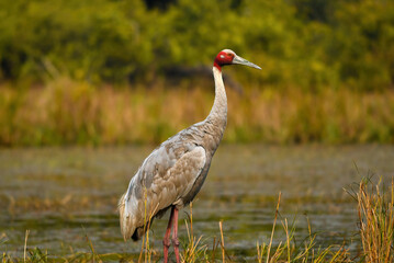 sarus crane (Antigone antigone)tallest flying bird in wetland